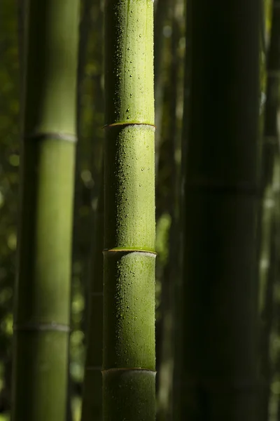 Tiges de bambou avec gouttes d'eau — Photo