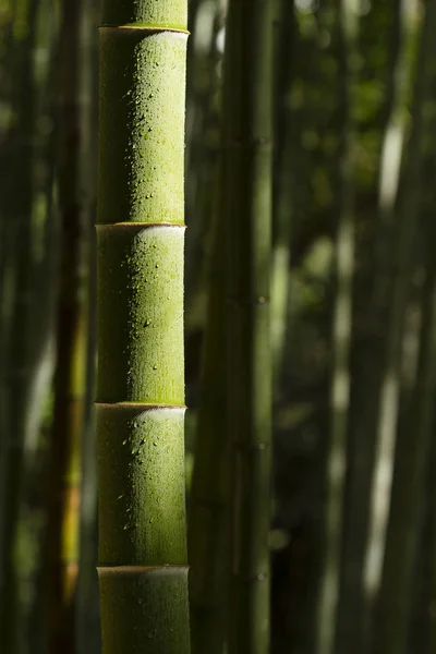 Bambu stjälkar med vattendroppar — Stockfoto
