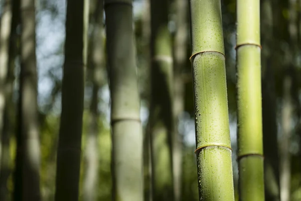 Talos de bambu com gotas de água Imagens De Bancos De Imagens