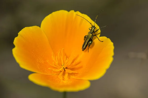 Koleopteron-Insekt auf kalifornischem Goldmohn — Stockfoto