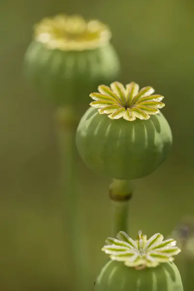 Capsules and flowers of opium poppy, Papaver somniferum — Stock Photo, Image