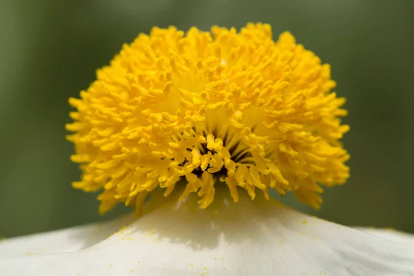 Closeup of white Romneya coulteri flower — Stock Photo, Image
