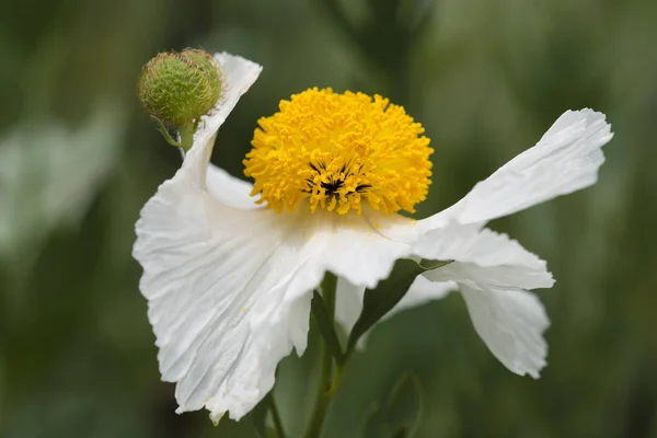 Fechar de flor branca Romneya coulteri Imagens De Bancos De Imagens