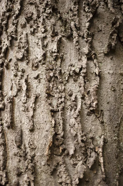 Tree trunk bark detail — Stock Photo, Image