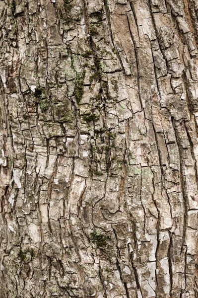 Tree trunk bark detail — Stock Photo, Image