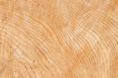 Ağaç gövde kabuğu detay