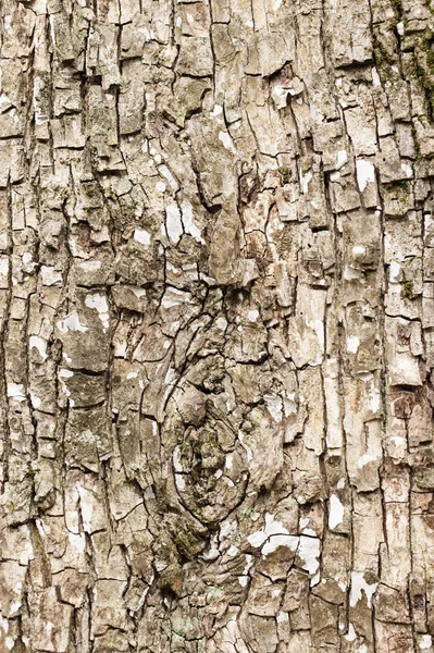 Tree trunk bark detail — Stock Photo, Image