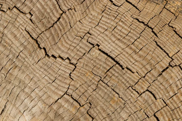 Árbol tronco corteza detalle —  Fotos de Stock