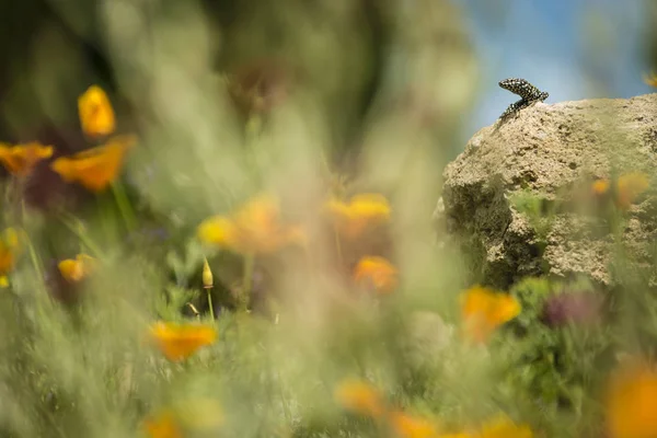 Lizard on rock — Stock Photo, Image