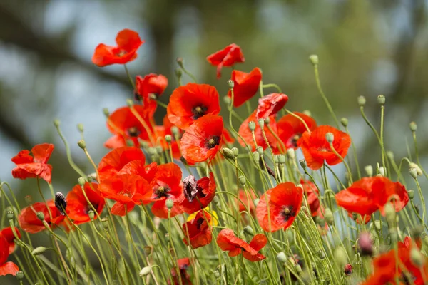 Flores de amapola roja — Foto de Stock