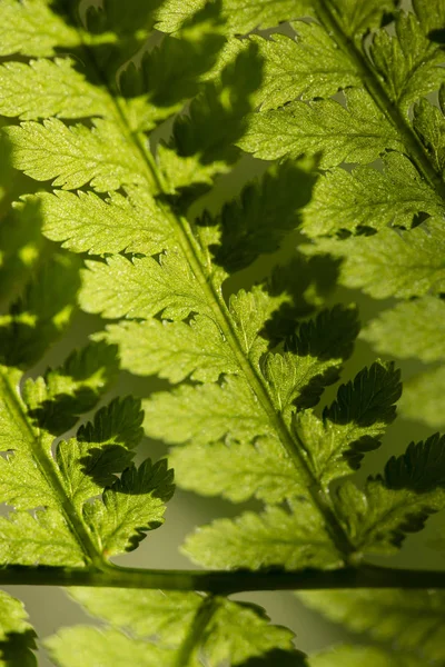 Dettaglio delle foglie di felce — Foto Stock