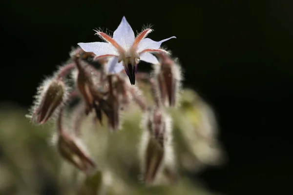 スターフラワーの花と芽 — ストック写真