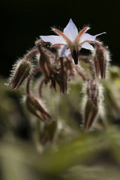 Blumen und Knospen der Sternenblume — Stockfoto