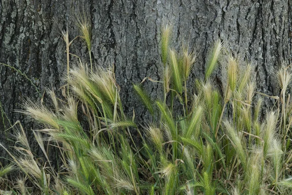 Ähren aus grünem Gras — Stockfoto