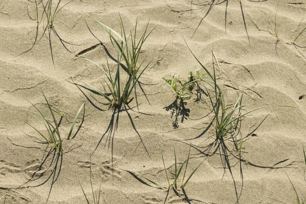 Зелена трава і квіти, що ростуть на сухому піску — стокове фото