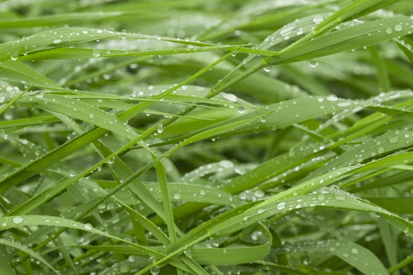 Green grass with water drops. — Stock Photo, Image