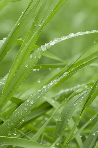 Zielona trawa z kroplami wody. — Zdjęcie stockowe