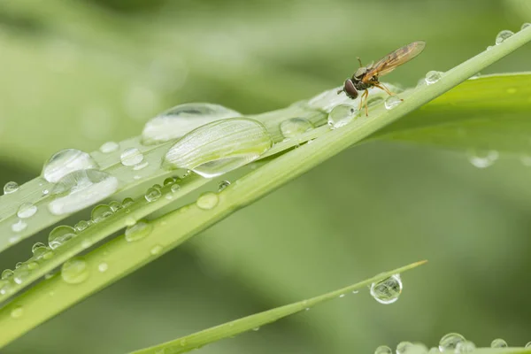 Green grass with water drops and hoverfly. — Stock Photo, Image