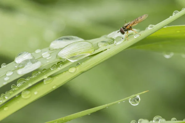 Zielona trawa z kropli wody i hoverfly. — Zdjęcie stockowe