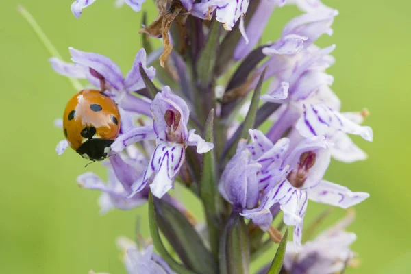 Seven-spot ladybird on wild purple common European orchid — Stock Photo, Image