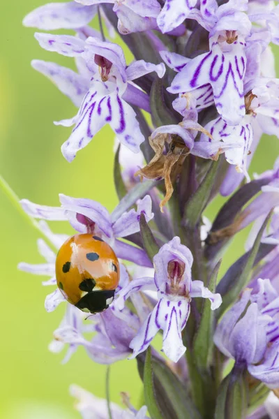 Ladybird de sete pontos na orquídea europeia comum roxa selvagem — Fotografia de Stock