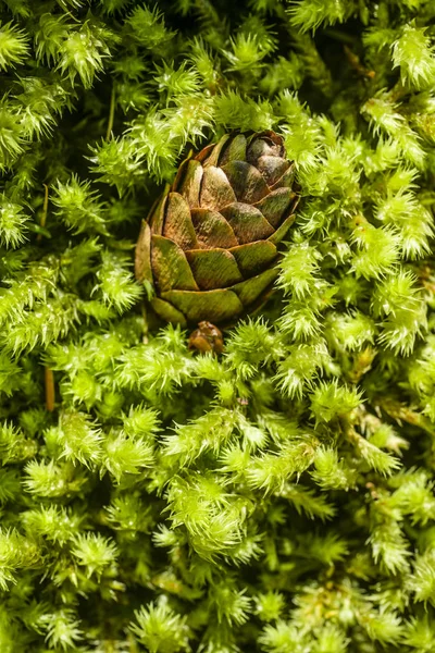 Close up van groene mos kreupelhout — Stockfoto