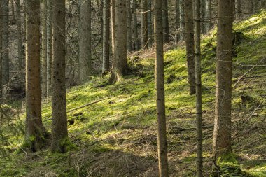 Alpler içinde bir kırmızı Ladin ağacı orman 