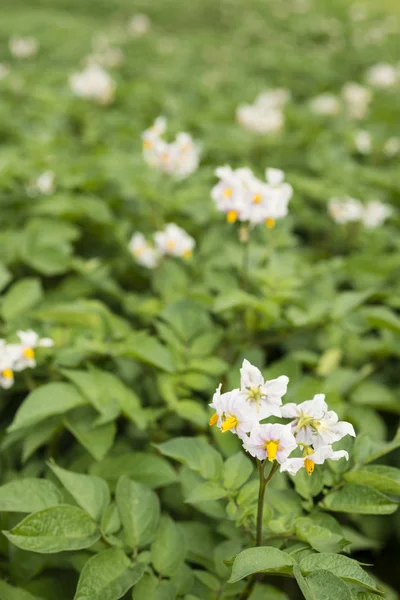 Detail of flowers of potato plant — Stock Photo, Image