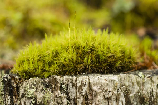 Close up van groene mos kreupelhout — Stockfoto
