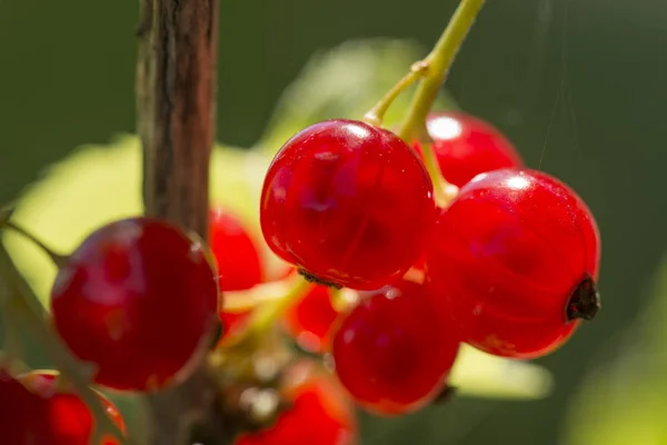 Berries of red currant. — Stock Photo, Image