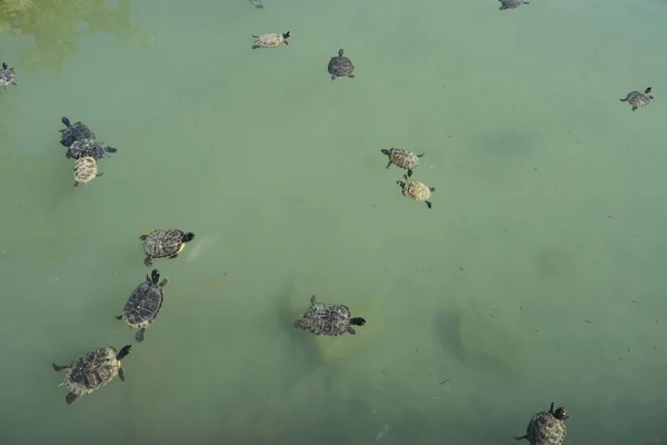 Fresh water turtles on park pond