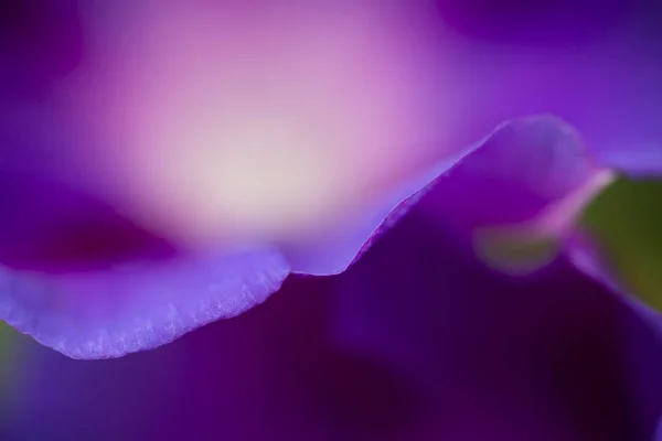 Detail of Convolvulus flower petal. — Stock Photo, Image