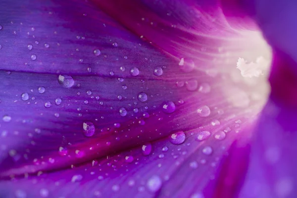 Detalle de Flor Convolvulus con granitos de polen — Foto de Stock