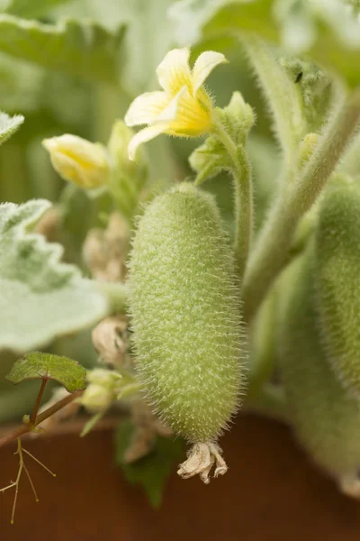 Flower and fruit of squirting cucumber or exploding cucumber — Stock Photo, Image