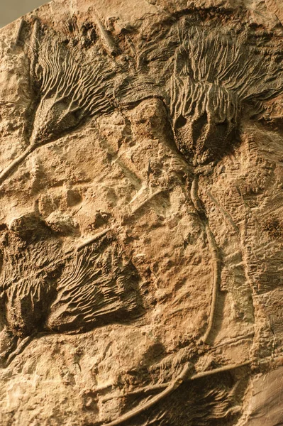 Fossili di Crinoidi marini . — Foto Stock