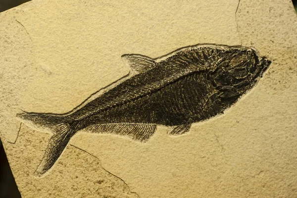 Sea fish fossil. — Stock Photo, Image