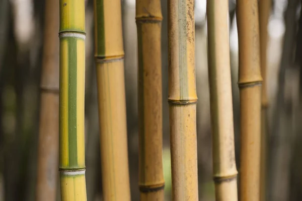 Gul och grön randig bambu — Stockfoto