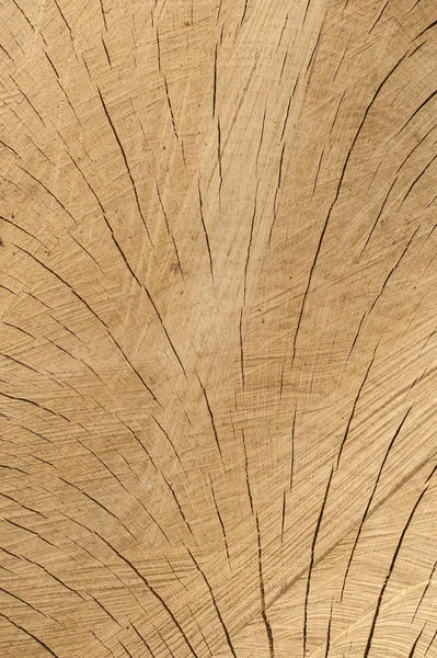 Textura de un tronco de árbol cortado —  Fotos de Stock