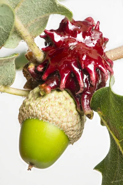 Red gall growing on acorn of a Mediterranean oak tree. — Stock Photo, Image