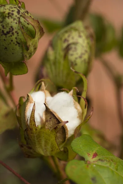 Planta de algodón con cápsula de semilla abierta — Foto de Stock