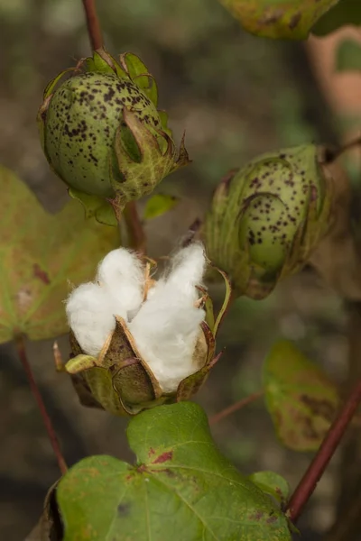 Planta de algodón con cápsula de semilla abierta — Foto de Stock