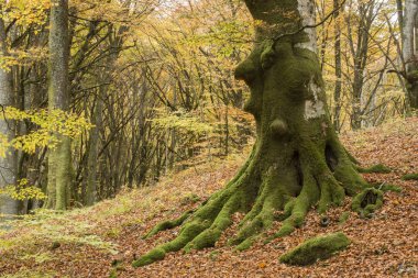 Sonbaharda kayın ormanı
