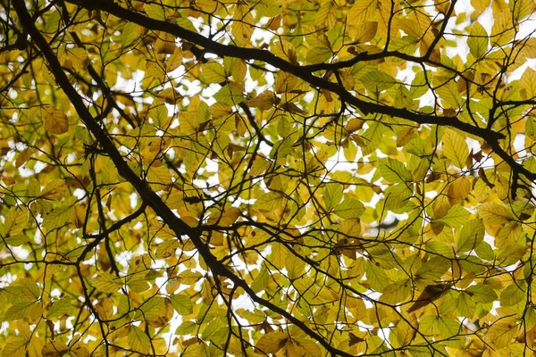 Floresta de faia no outono — Fotografia de Stock