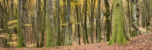 Bükkerdő ősszel — Stock Fotó