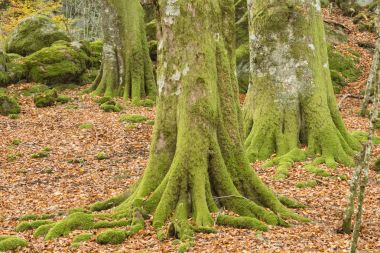 Sonbaharda kayın ormanı