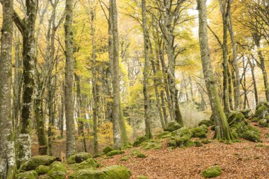 Sis ile sonbahar ormanda kayın