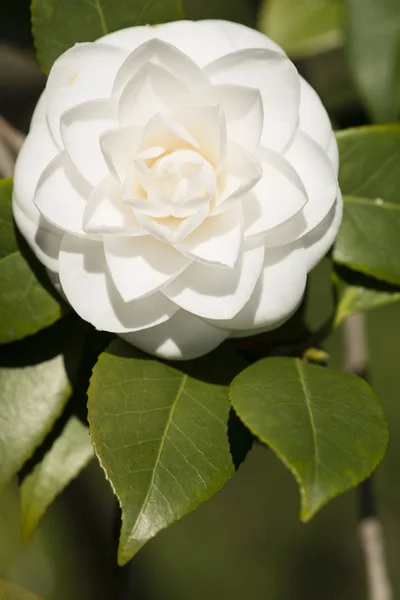 Camellia japonica flor branca em plena floração — Fotografia de Stock