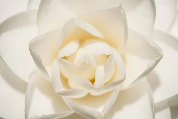 Camellia japonica flor branca em plena floração — Fotografia de Stock