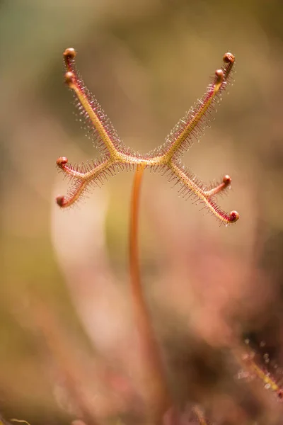 A planta insetívora Drosera sundew — Fotografia de Stock