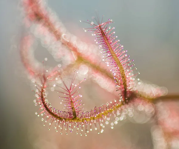 De insectenetende plant Drosera uit — Stockfoto
